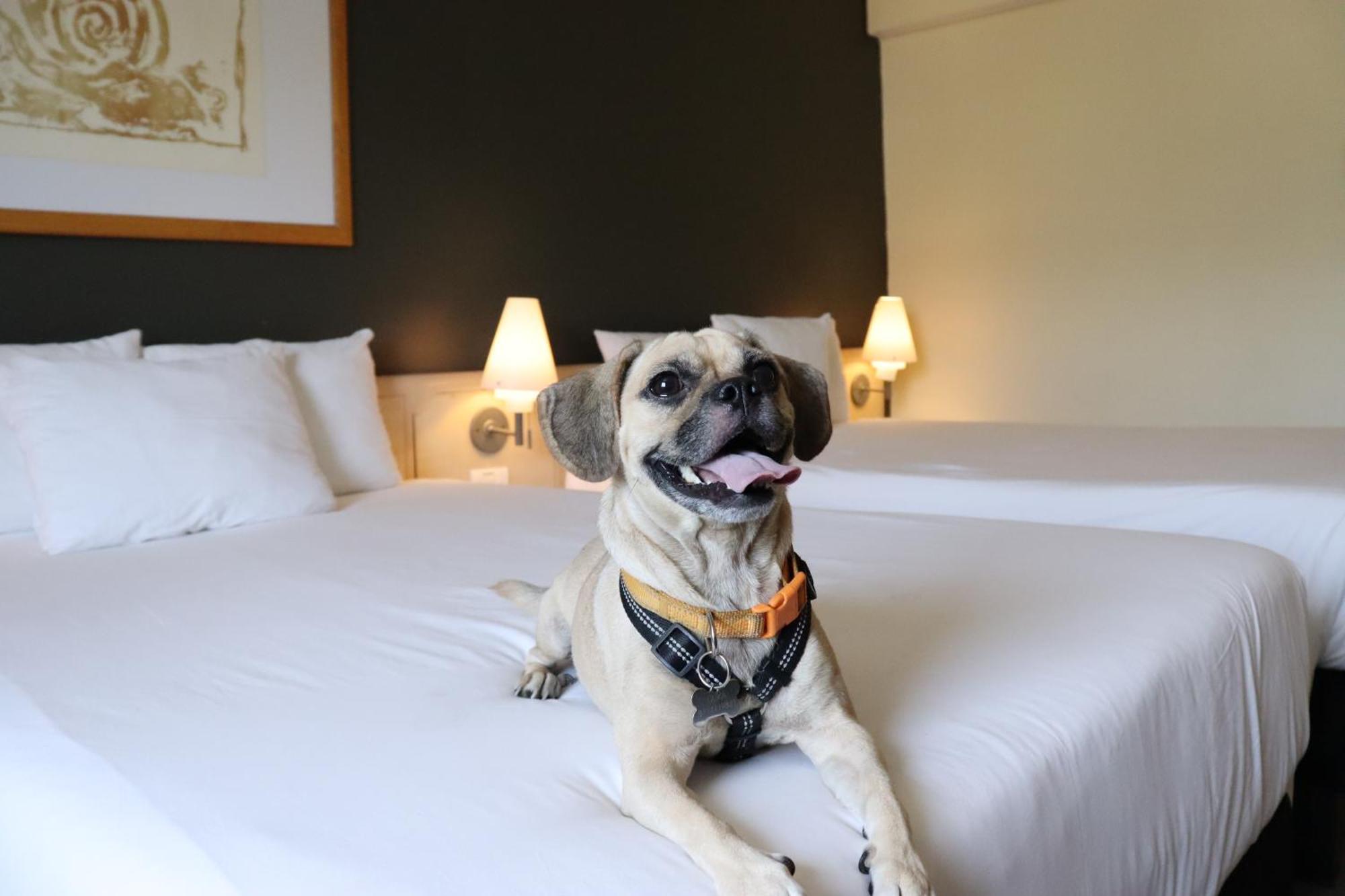 Novotel Monterrey Valle San Pedro Garza Garcia Eksteriør billede